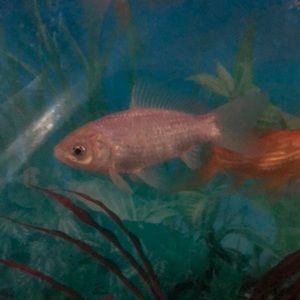 Meet your Posher, Carolyn